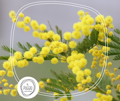 Otto Marzo al Poggio,  il ristorante sociale di Gesco – Via Nuova Poggioreale 160 C