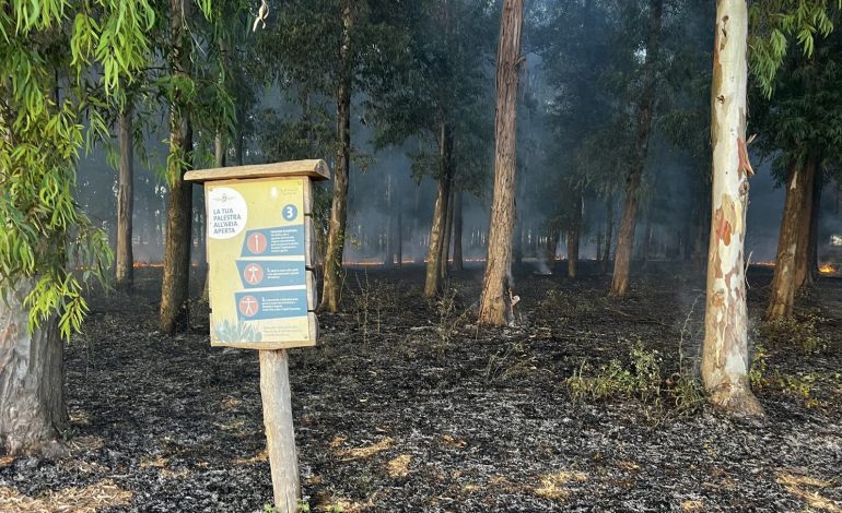 Real Sito di Carditello, Incendio nel Bosco di Eucalipti